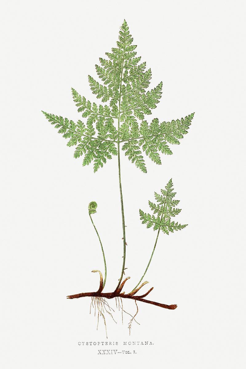 Edward Joseph Lowe Fern Cystopteris Montana (Mountain Bladderfern) from Ferns: British and Exotic (1856-1860) by Edward Joseph Lowe. Original from…