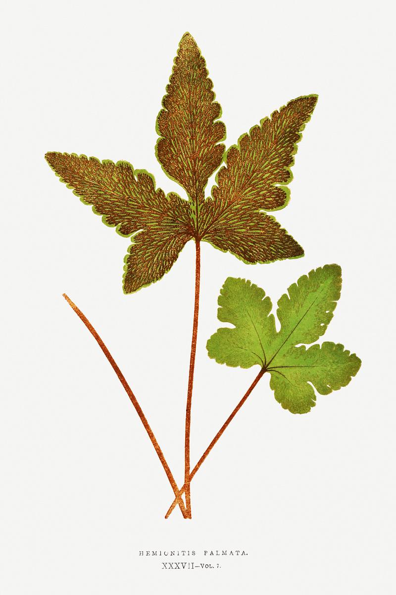 Edward Joseph Lowe Fern Hemionitis Palmata (Star Fern) from Ferns: British and Exotic (1856-1860) by Edward Joseph Lowe. Original from Biodiversity…