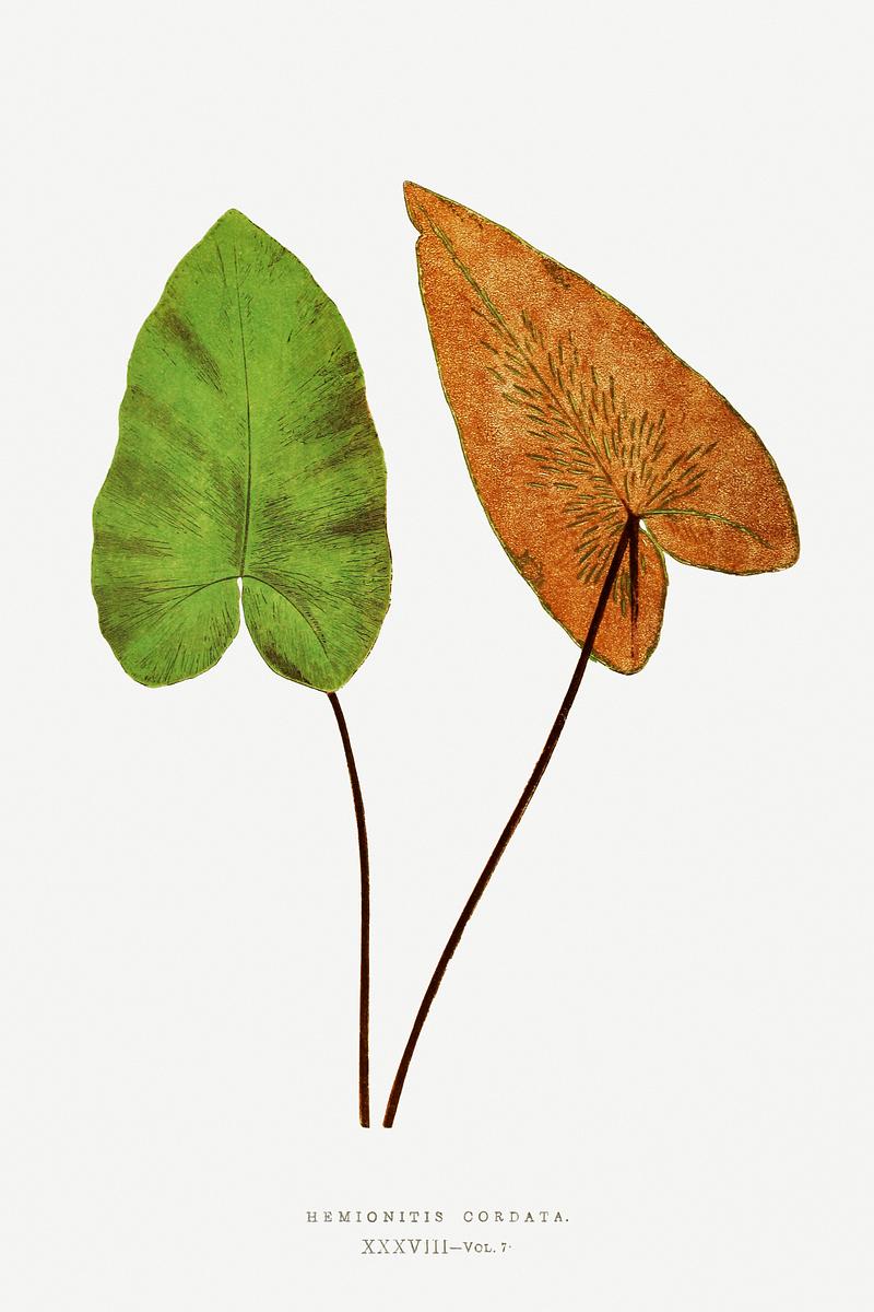Edward Joseph Lowe Fern Hemionitis Cordata (Heart Fern) from Ferns: British and Exotic (1856-1860) by Edward Joseph Lowe. Original from Biodiversity…