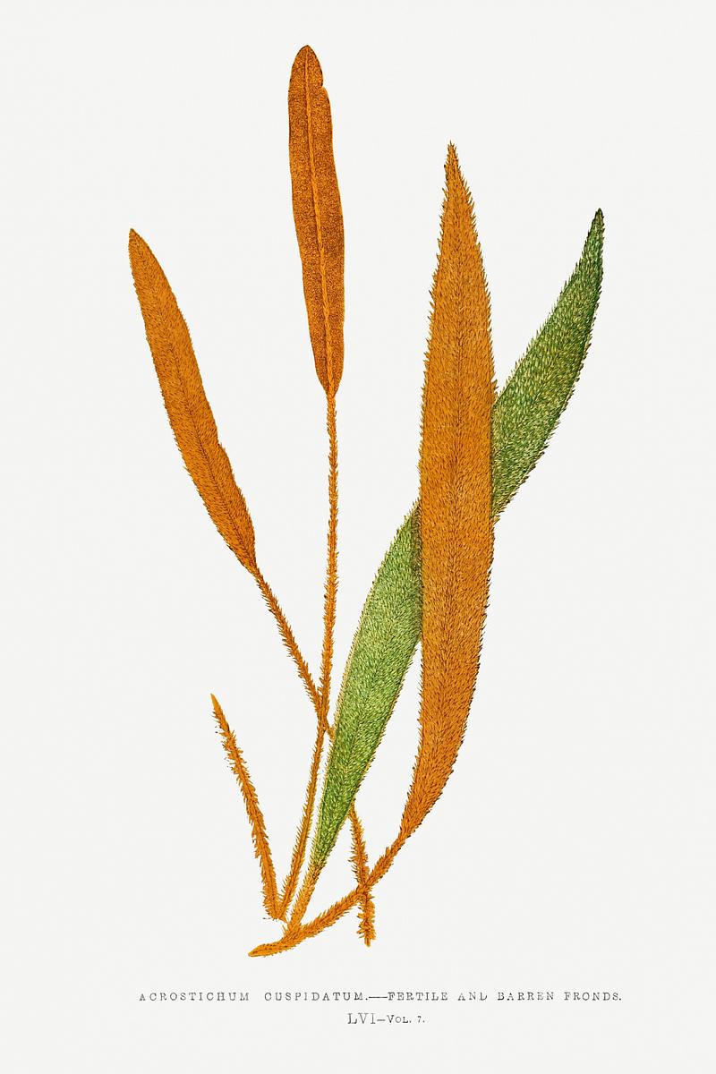 Edward Joseph Lowe Fern Acrostichum Cuspidatum–Fertile and Barren Fronds from Ferns: British and Exotic (1856-1860) by Edward Joseph Lowe.…