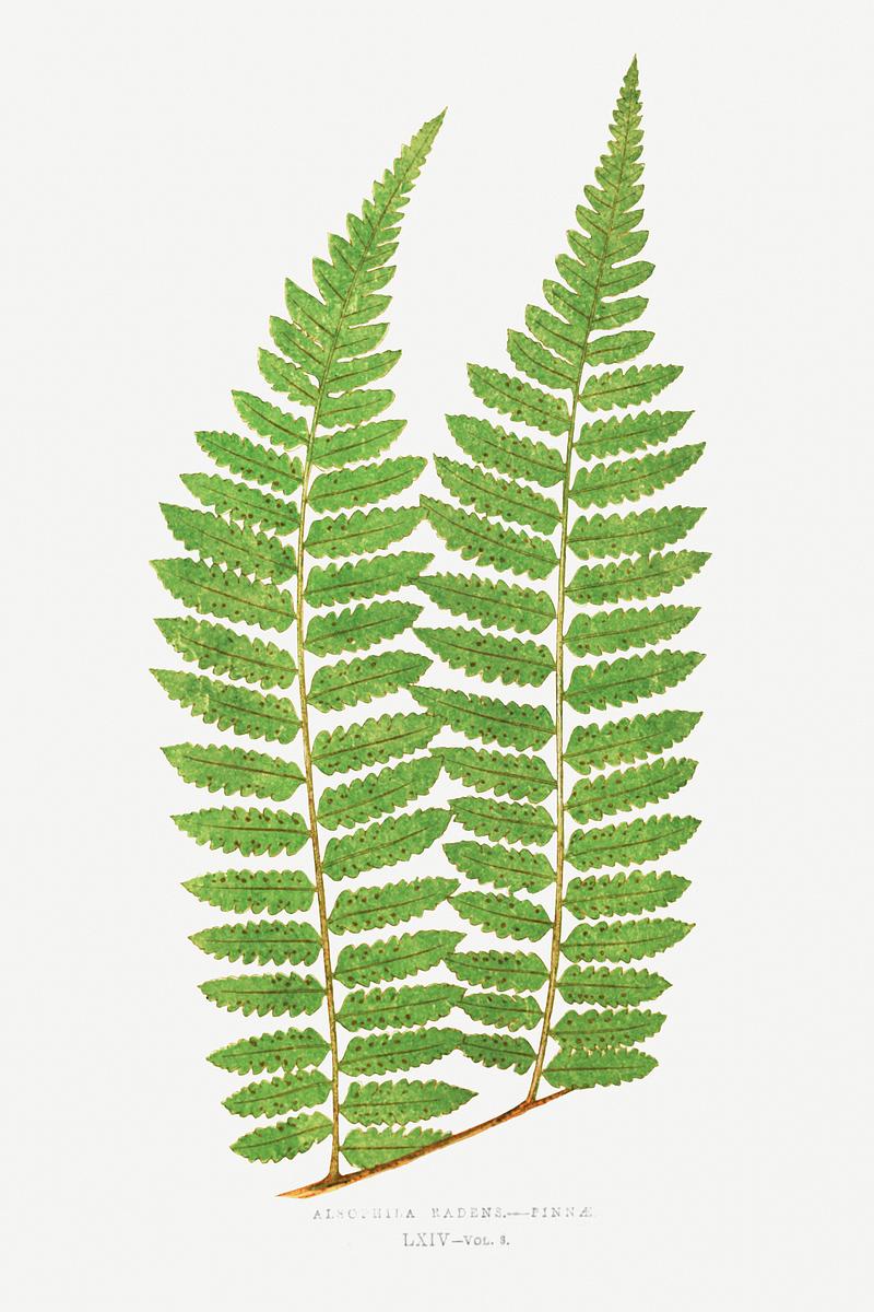 Edward Joseph Lowe Fern Alsophila Radens–Pinnae from Ferns: British and Exotic (1856-1860) by Edward Joseph Lowe. Original from Biodiversity…