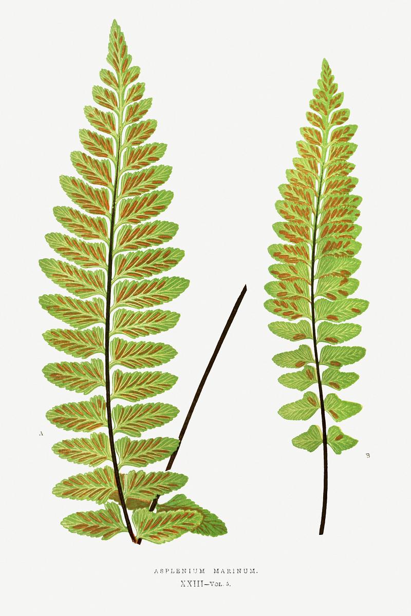 Edward Joseph Lowe Fern Asplenium Marinum (Sea Spleenwort) from Ferns: British and Exotic (1856-1860) by Edward Joseph Lowe. Original from…