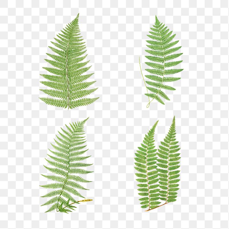 Vintage fern illustration png | Royalty free stock transparent png