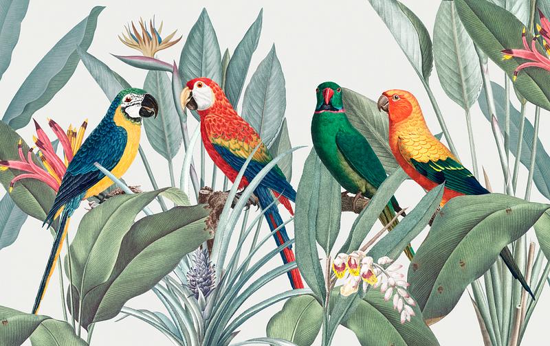 Tropical parrots Colorful macaws with tropical background illustration