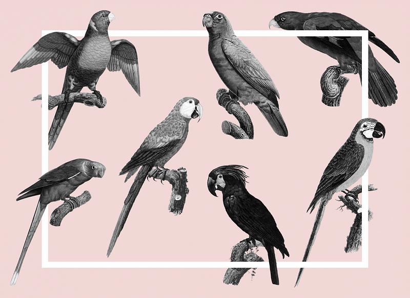 Macaws vintage design Black and white macaws vintage illustration