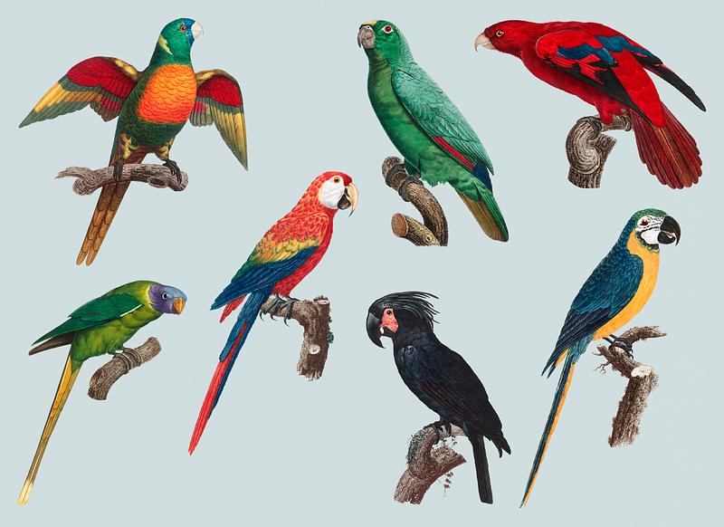 Macaws vintage design Collection of colorful macaws vintage illustration