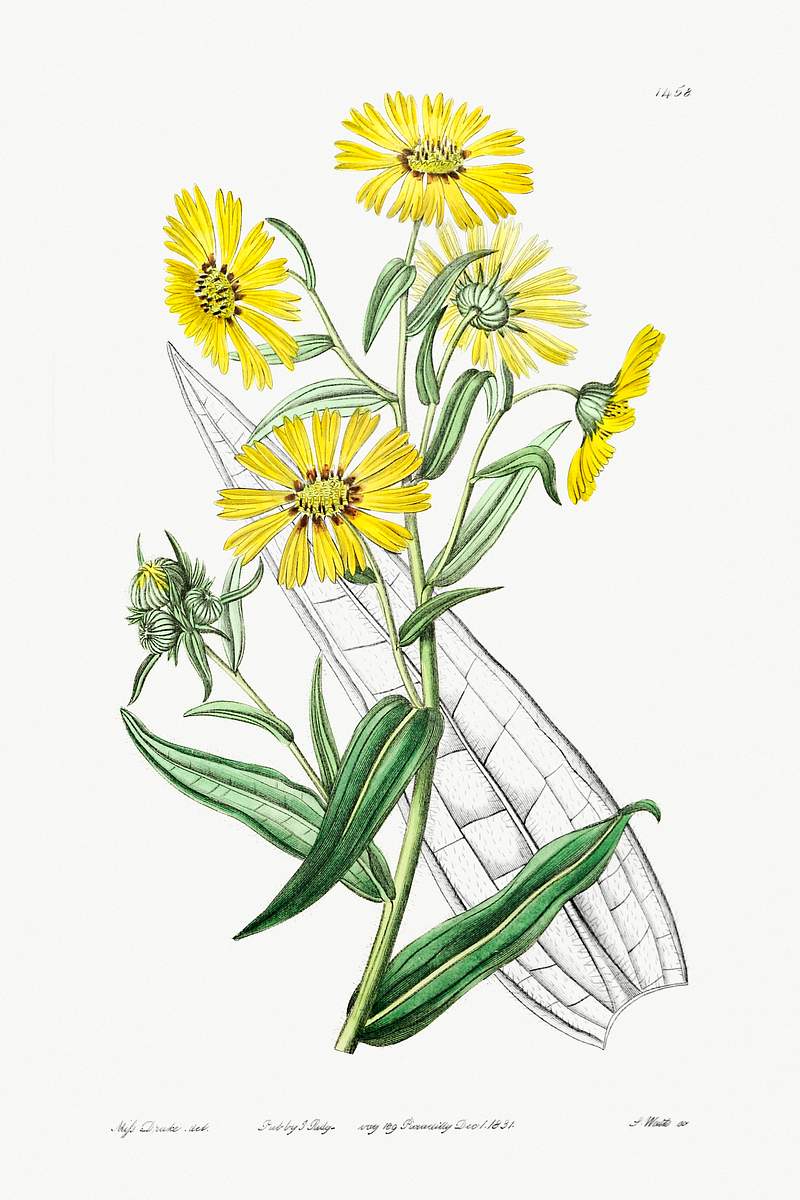 Elegant madia from Edwards’s Botanical Register (1829—1847) by Sydenham Edwards, John Lindley, and James Ridgway.…
