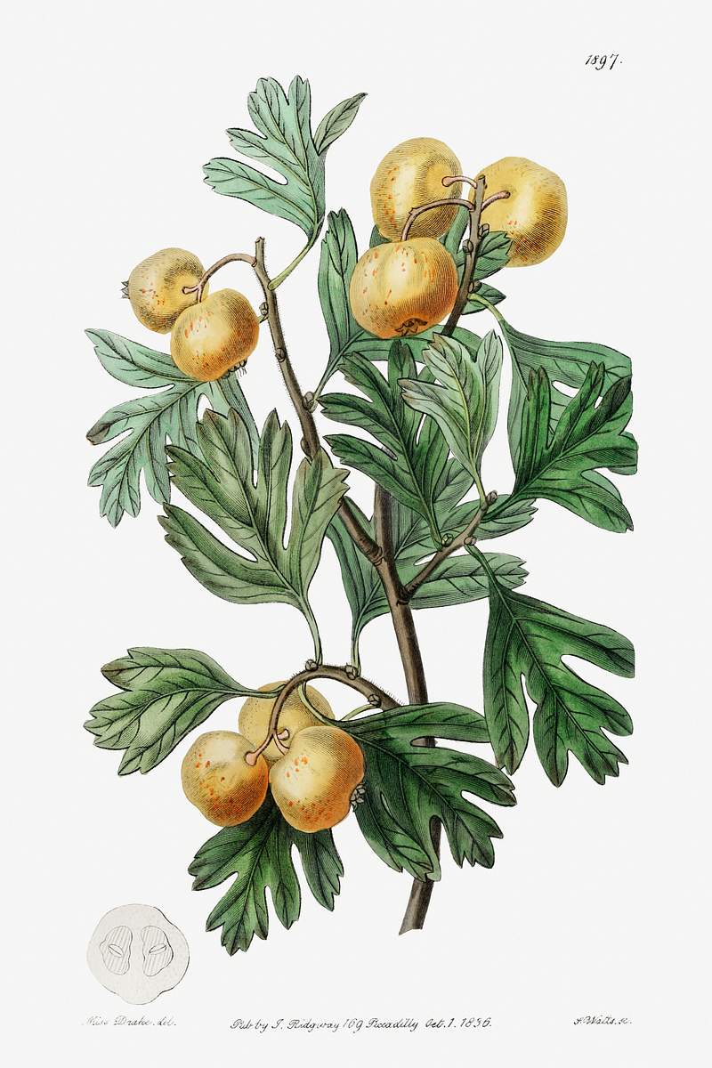 The aronia thorn from Edwards’s Botanical Register (1829—1847) by Sydenham Edwards, John Lindley, and James…