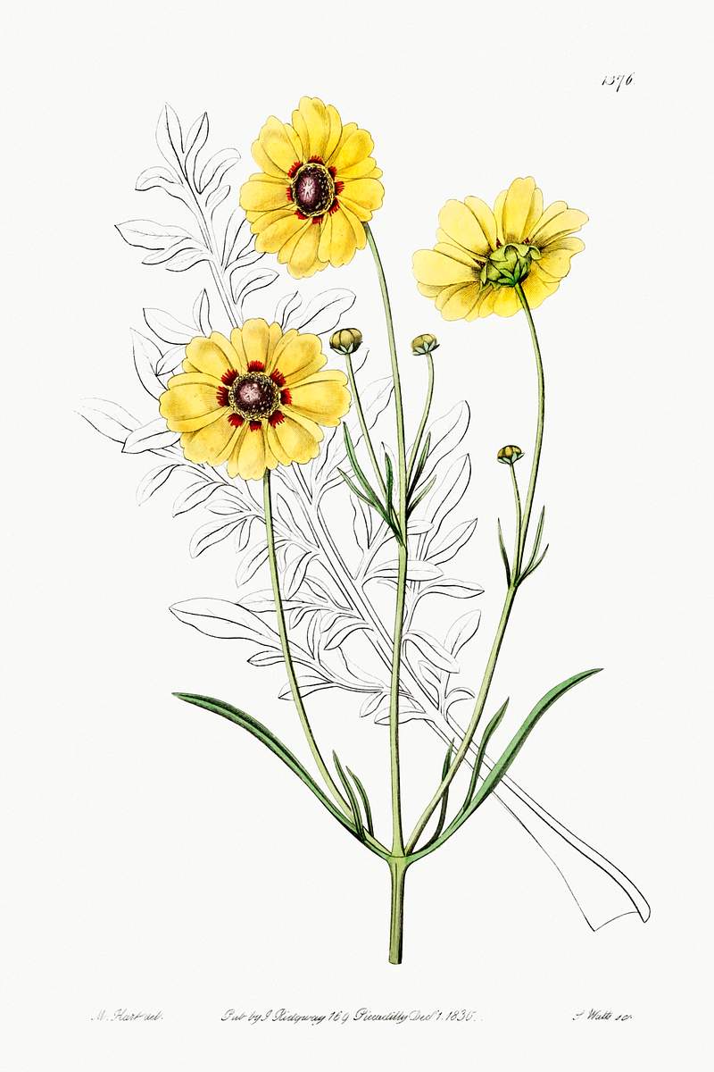 Perennial dyer's coreopsis from Edwards’s Botanical Register (1829—1847) by Sydenham Edwards, John Lindley, and…