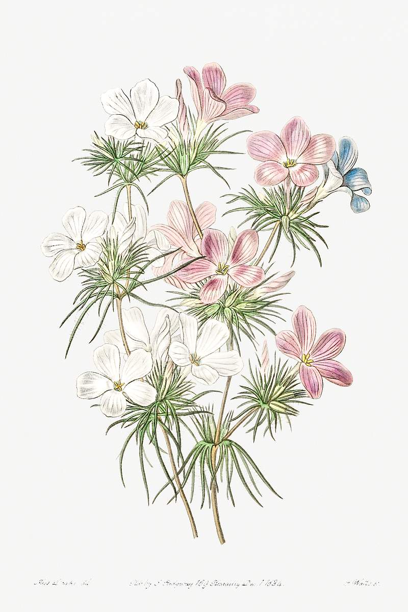 Thick-flowered slender-tube from Edwards’s Botanical Register (1829—1847) by Sydenham Edwards, John Lindley, and…