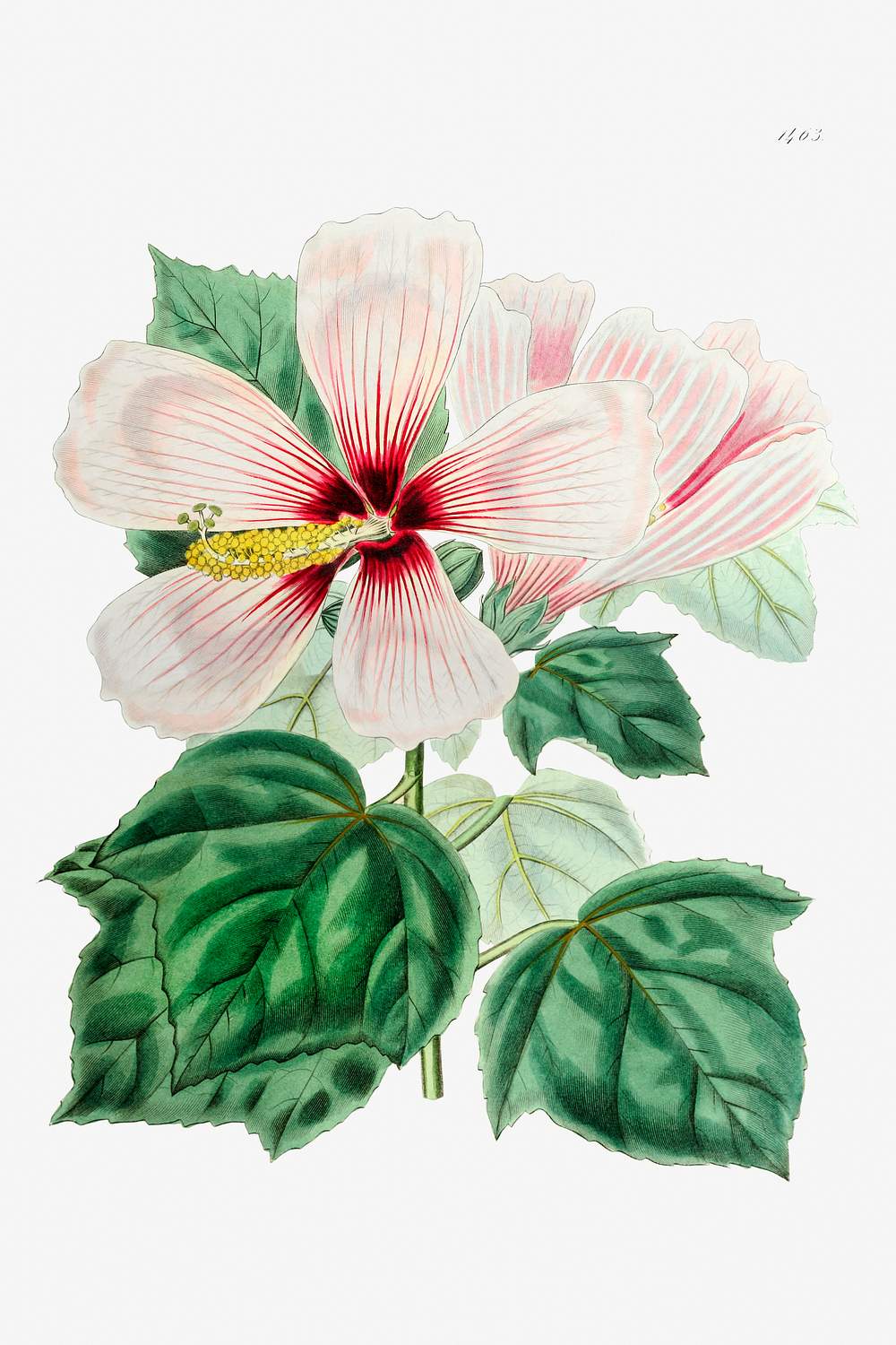 Hibiscus Images | Free HD Backgrounds, PNGs, Vector Graphics ...