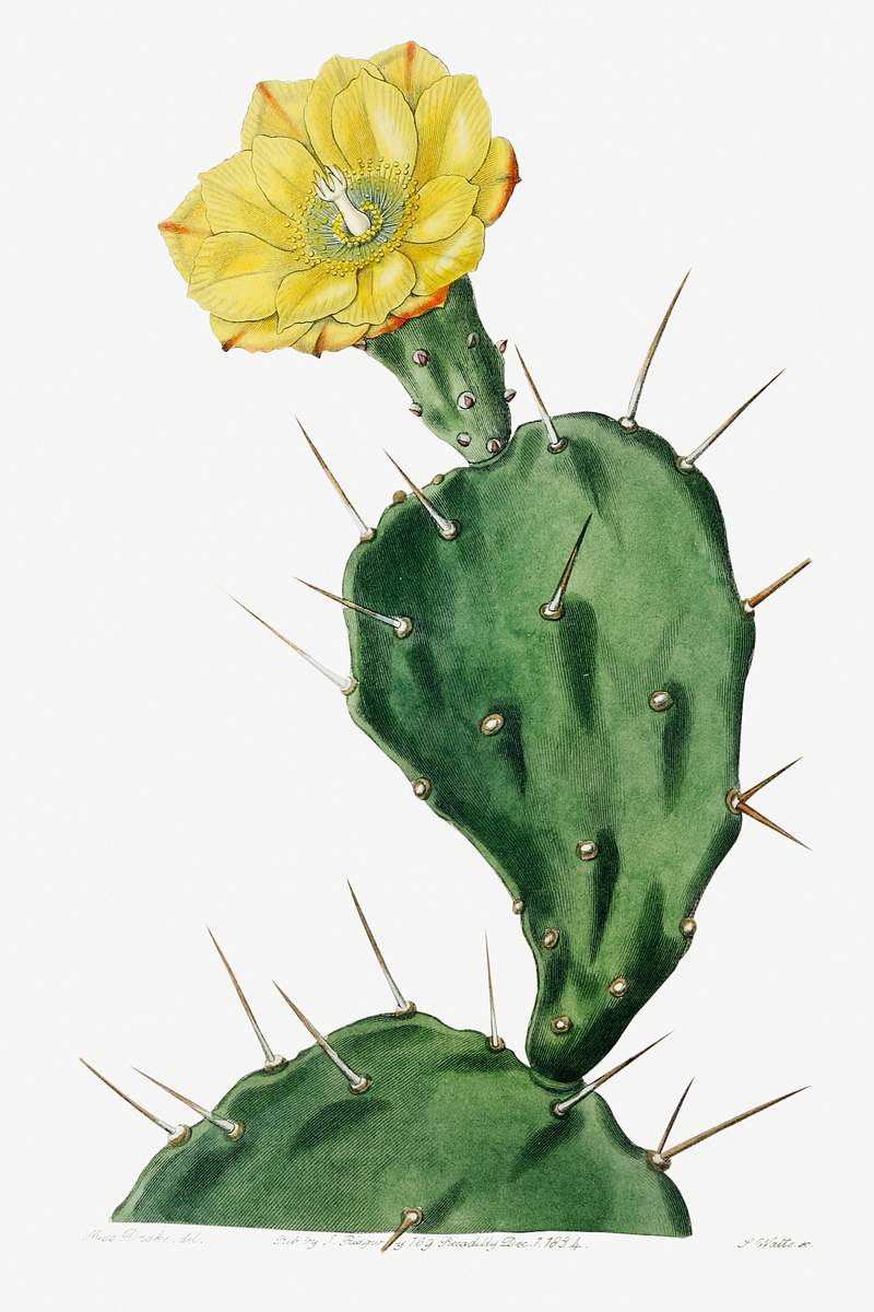 One spined opuntia from Edwards’s Botanical Register (1829—1847) by Sydenham Edwards, John Lindley, and James…