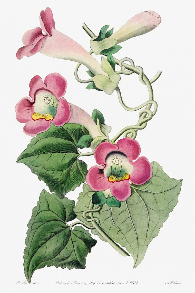 Blushing lophospermum from Edwards’s Botanical Register (1829—1847) by Sydenham Edwards, John Lindley, and James…
