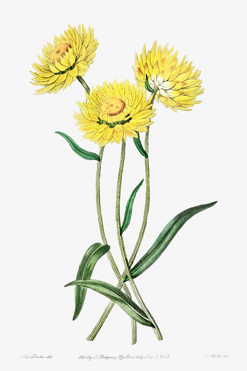 Two-coloured Helichrysum from Edwards’s Botanical Register (1829—1847) by Sydenham Edwards, John Lindley, and…