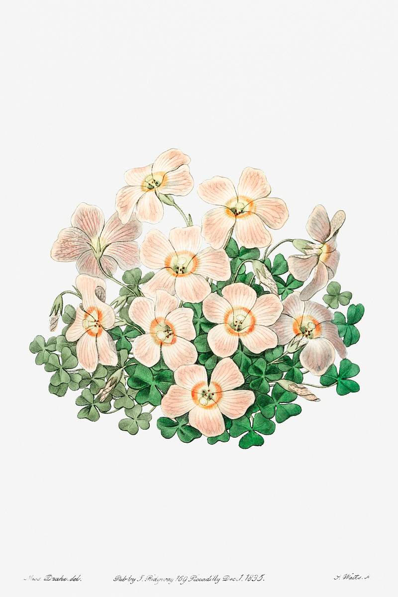 Piotta's oxalis flowers from Edwards’s Botanical Register (1829—1847) by Sydenham Edwards, John Lindley, and…