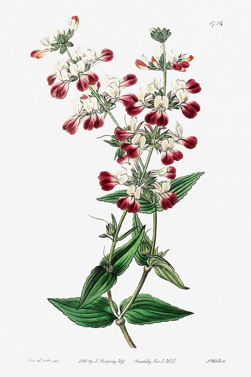 Two-colored collinsia from Edwards’s Botanical Register (1829—1847) by Sydenham Edwards, John Lindley, and James…