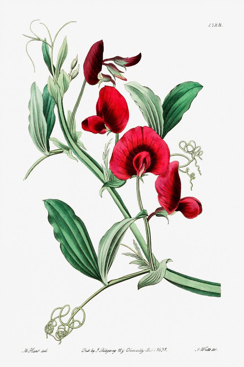 The tangier pea from Edwards’s Botanical Register (1829—1847) by Sydenham Edwards, John Lindley, and James…