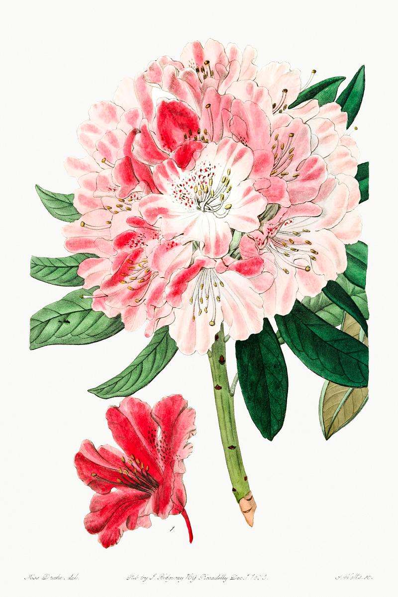 Pink azalea poster The lovely rhododendron from Edwards’s Botanical Register (1829—1847) by Sydenham Edwards, John Lindley, and…