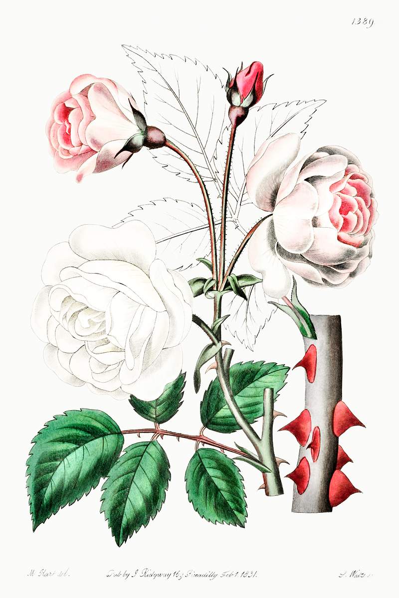The ruga rose from Edwards’s Botanical Register (1829—1847) by Sydenham Edwards, John Lindley, and James Ridgway.…