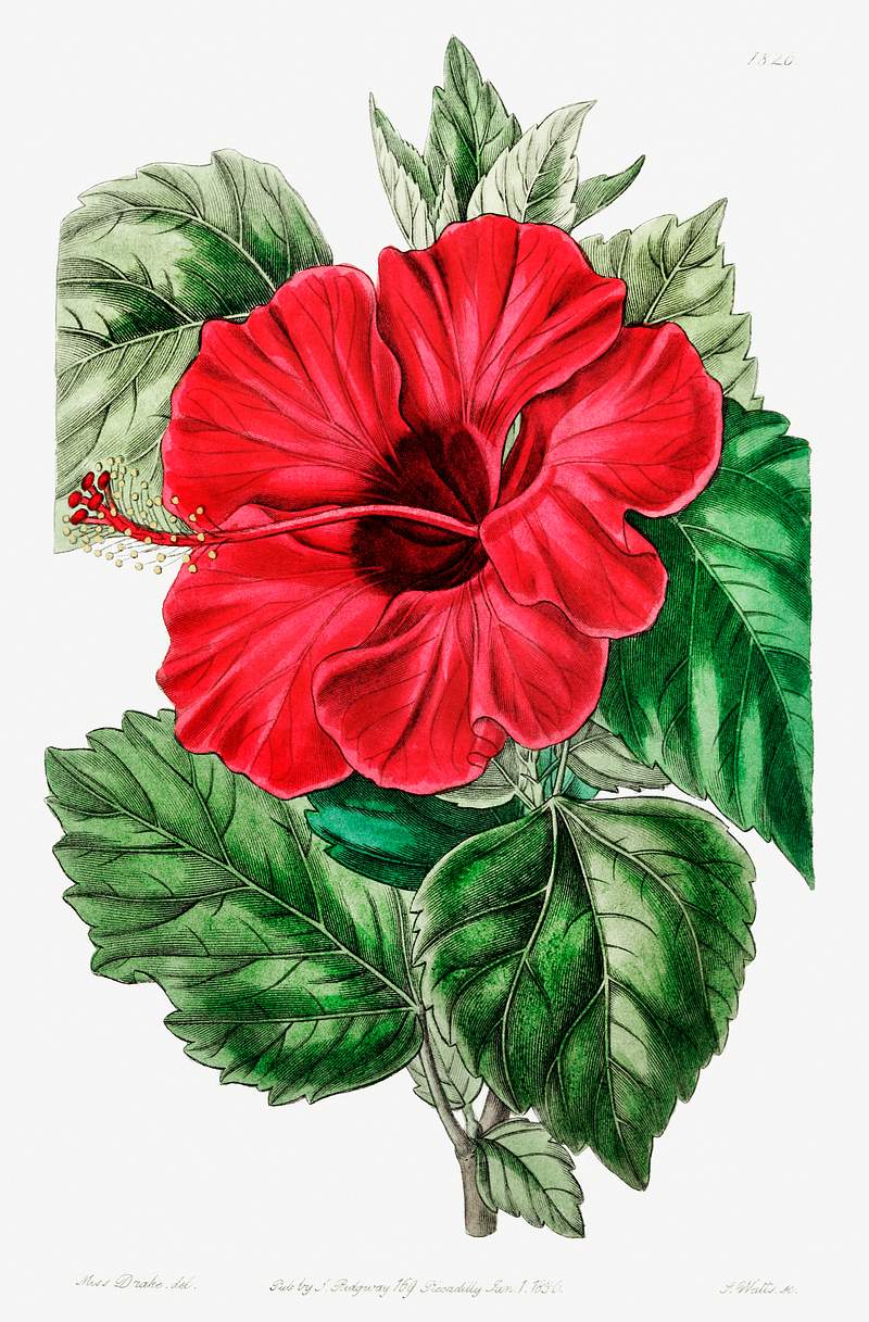 Single-flowered Chinese rose mallow from Edwards’s Botanical Register (1829—1847) by Sydenham Edwards, John…