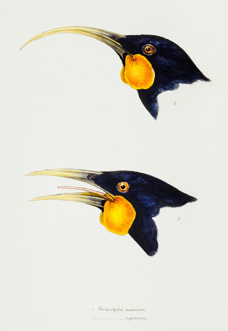 1. Huia, female (Neomorpha acutirostris) 2. Huia, male (Neomorpha crassirostris) illustrated from A Synopsis of the Birds of Australia and the Adjacent Islands (1837) by John Gould (1804-1881). 1. Huia, female (Neomorpha acutirostris) 2. Huia, male (Neomorpha crassirostris) illustrated from A Synopsis of the Birds of…