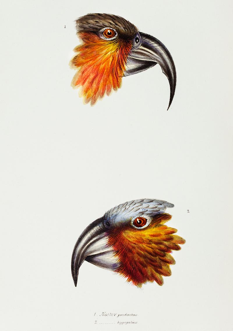 1. Norfolk kaka (Nestor productus) 2. Kaka parrot (Nestor Hypopolius) illustrated from A Synopsis of the Birds of Australia and the Adjacent Islands (1837) by John Gould (1804-1881). 1. Norfolk kaka (Nestor productus) 2. Kaka parrot (Nestor Hypopolius) illustrated from A Synopsis of the Birds of Australia…