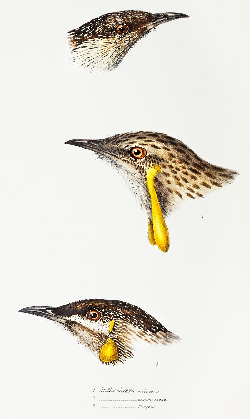 1. Wattle bird (Anthochaera mellivora) 2. Red wattlebird (Anthochaera carunculata) 3. Western wattlebird (Anthochaera lewinii) illustrated from A Synopsis of the Birds of Australia and the Adjacent Islands (1837) by John Gould (1804-1881). 1. Wattle bird (Anthochaera mellivora) 2. Red wattlebird (Anthochaera carunculata) 3. Western wattlebird (Anthochaera…