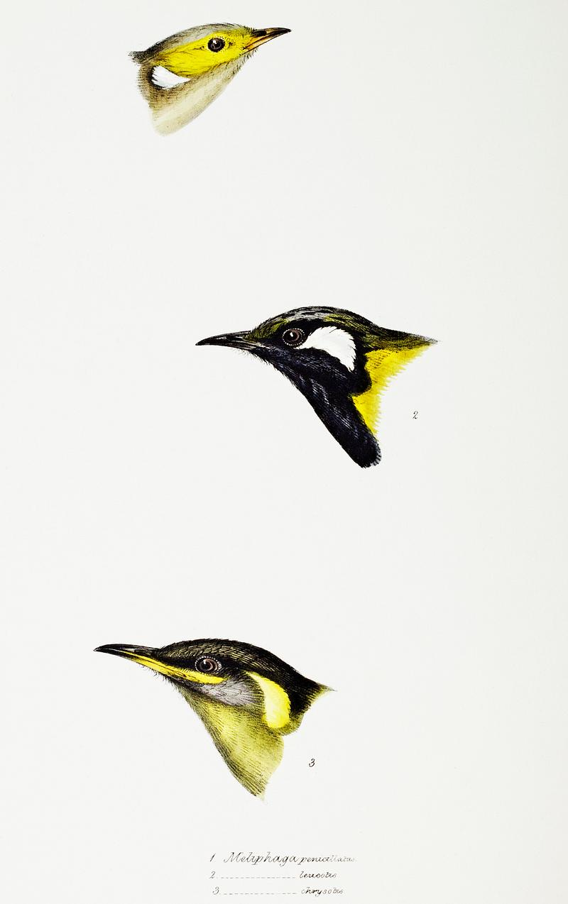 1. White-plumed Honeyeater (Meliphaga penicillata) 2. White-eared Honeyeater (Meliphaga leucotis) 3. Yellow-eared Honeyeater (Meliphaga chrysotis) illustrated from A Synopsis of the Birds of Australia and the Adjacent Islands (1837) by John Gould (1804-1881). 1. White-plumed Honeyeater (Meliphaga penicillata) 2. White-eared Honeyeater (Meliphaga leucotis) 3. Yellow-eared Honeyeater…