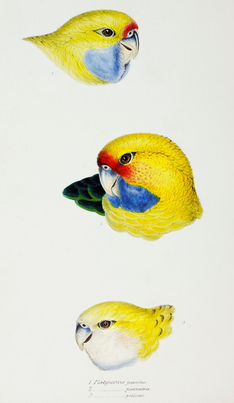 1. Yellow Rosella (Platycercus flaveolus) 2. Yellow-bellied Parrakeet (Platycercus flaviventris) 3. Pale-headed Rosella (Platycercus palliceps) illustrated from A Synopsis of the Birds of Australia and the Adjacent Islands (1837) by John Gould (1804-1881). 1. Yellow Rosella (Platycercus flaveolus) 2. Yellow-bellied Parrakeet (Platycercus flaviventris) 3. Pale-headed Rosella…