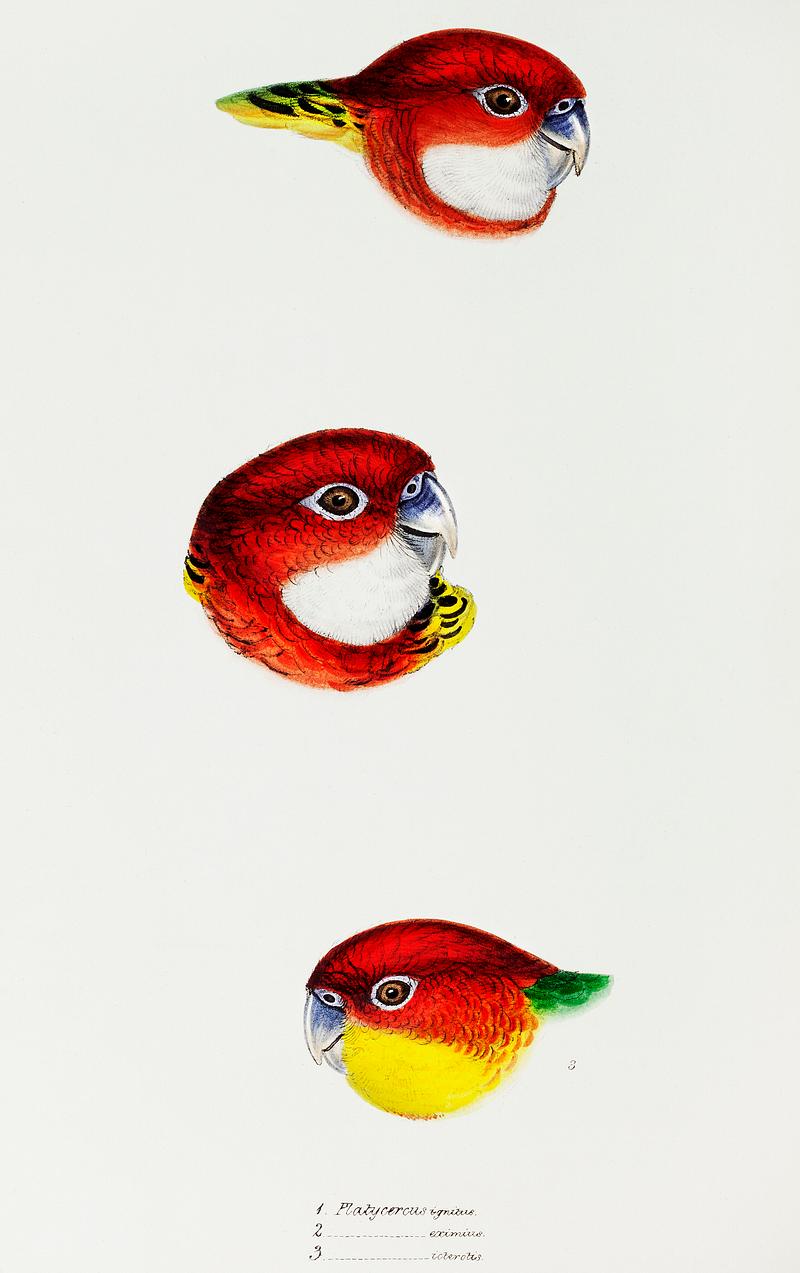 1. Fiery Parrakeet (Platycercus ignitus) 2. Eastern rosella (Platycercus eximius) 3. Western rosella (Platycercus icterotis) illustrated from A Synopsis of the Birds of Australia and the Adjacent Islands (1837) by John Gould (1804-1881). 1. Fiery Parrakeet (Platycercus ignitus) 2. Eastern rosella (Platycercus eximius) 3. Western rosella (Platycercus icterotis)…