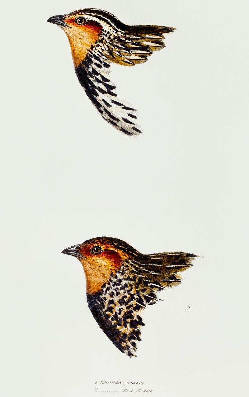 1. Stubble Quail (Coturnix pectoralis) 2. New Zealand quail (Coturnix novaezelandiae) illustrated from A Synopsis of the Birds of Australia and the Adjacent Islands (1837) by John Gould (1804-1881). 1. Stubble Quail (Coturnix pectoralis) 2. New Zealand quail (Coturnix novaezelandiae) illustrated from A Synopsis of the…