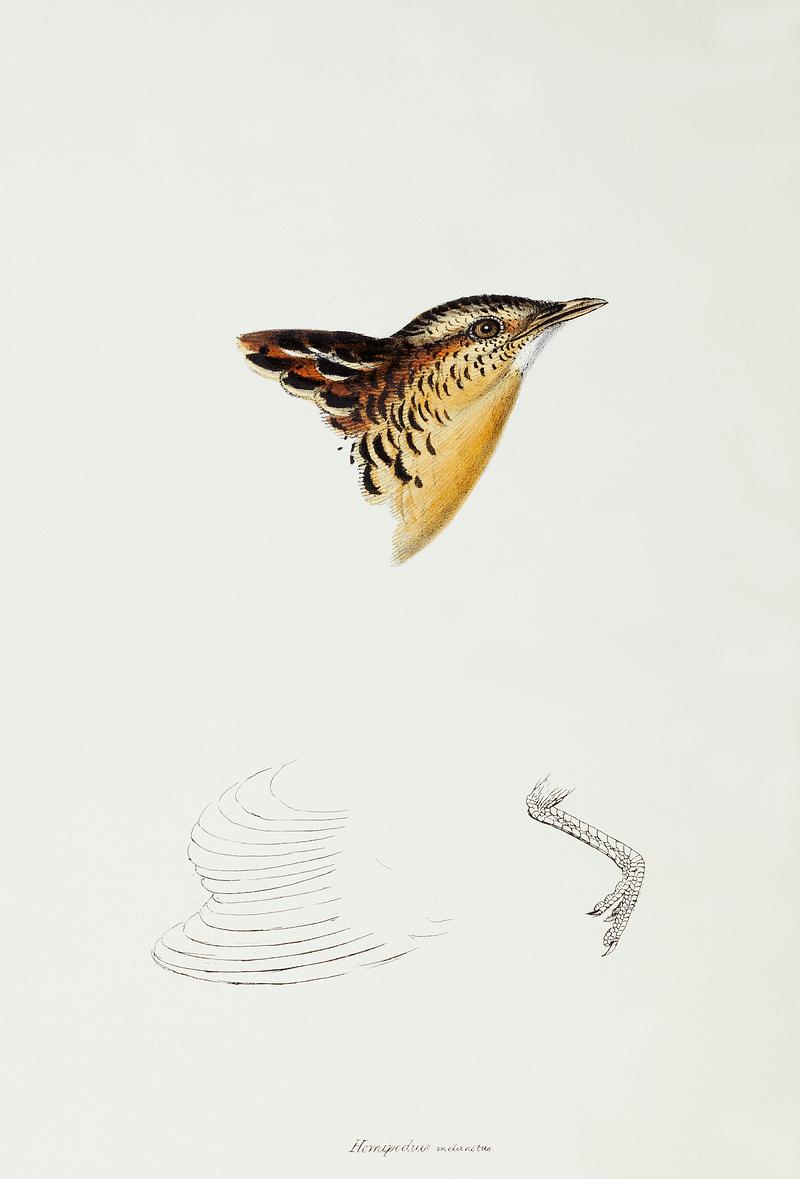 Black-backed Buttonquail (Hemipodius Melanotus) illustrated from A Synopsis of the Birds of Australia and the Adjacent Islands (1837) by John Gould (1804-1881). Black-backed Buttonquail (Hemipodius Melanotus) illustrated from A Synopsis of the Birds of Australia and the Adjacent…