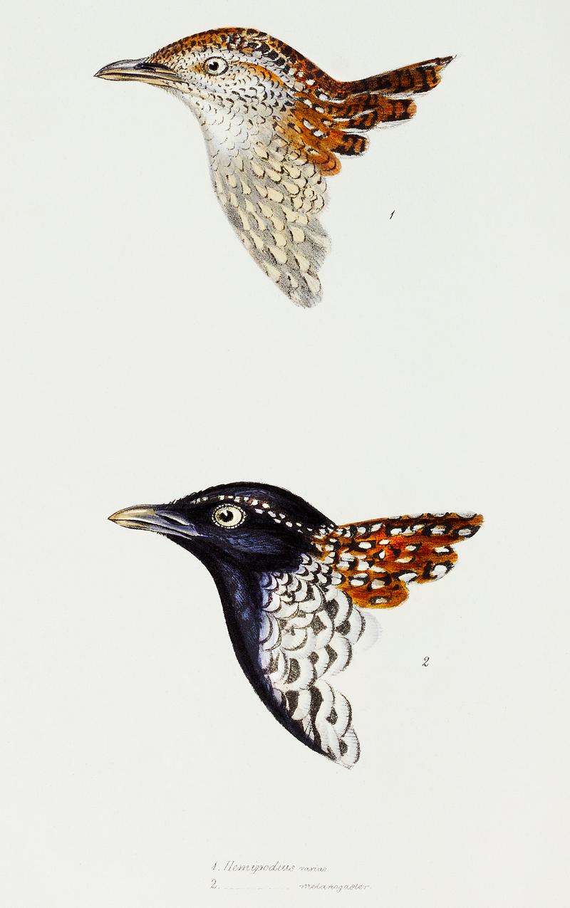 1. Buttonquail (Hemipodius varias) 2. Black-breasted buttonquail (Turnix melanogaster) illustrated from A Synopsis of the Birds of Australia and the Adjacent Islands (1837) by John Gould (1804-1881). 1. Buttonquail (Hemipodius varias) 2. Black-breasted buttonquail (Turnix melanogaster) illustrated from A Synopsis of the…