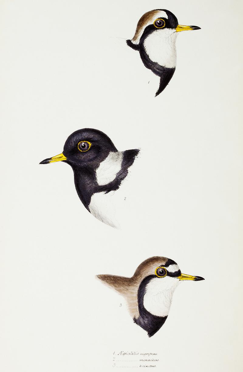 1. Black-fronted dotterel (Aegialitis nigrifrons) 2. Lesser sand-plover (Aegialitis monachus) 3. Double-banded plover (Aegialitis bicinctus) illustrated from A Synopsis of the Birds of Australia and the Adjacent Islands (1837) by John Gould (1804-1881). 1. Black-fronted dotterel (Aegialitis nigrifrons) 2. Lesser sand-plover (Aegialitis monachus) 3. Double-banded plover…
