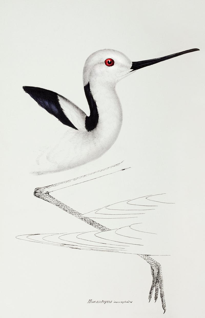 White-headed stilt (Himantopus leucocephalus) illustrated from A Synopsis of the Birds of Australia and the Adjacent Islands (1837) by John Gould (1804-1881). White-headed stilt (Himantopus leucocephalus) illustrated from A Synopsis of the Birds of Australia and the Adjacent Islands…