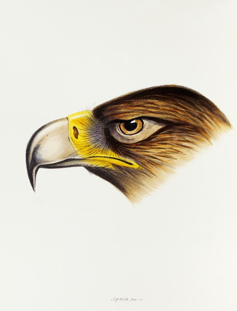 Wedge-tailed Eagle (Aquila fucosa) illustrated from A Synopsis of the Birds of Australia and the Adjacent Islands (1837) by John Gould (1804-1881). Wedge-tailed Eagle (Aquila fucosa) illustrated from A Synopsis of the Birds of Australia and the Adjacent Islands (1837) by…