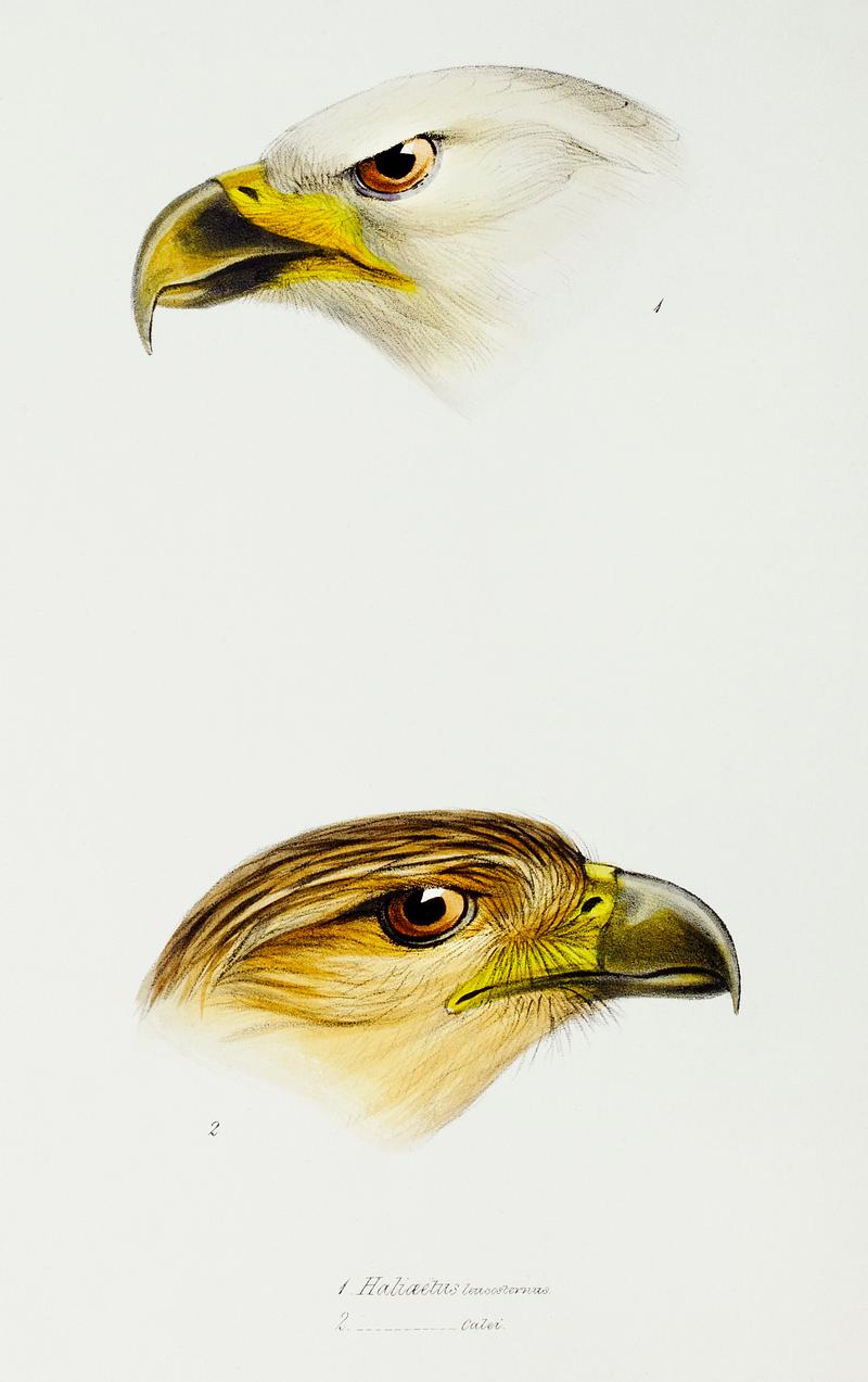 1. White-breasted sea-eagle (Haliaeetus leucosternus) 2. Little eagle (Haliaeetus canorus) illustrated from A Synopsis of the Birds of Australia and the Adjacent Islands (1837) by John Gould (1804-1881). 1. White-breasted sea-eagle (Haliaeetus leucosternus) 2. Little eagle (Haliaeetus canorus) illustrated from A Synopsis of the…