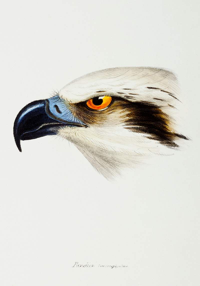 White-headed Osprey (Pandion leucocephalus) illustrated from A Synopsis of the Birds of Australia and the Adjacent Islands…