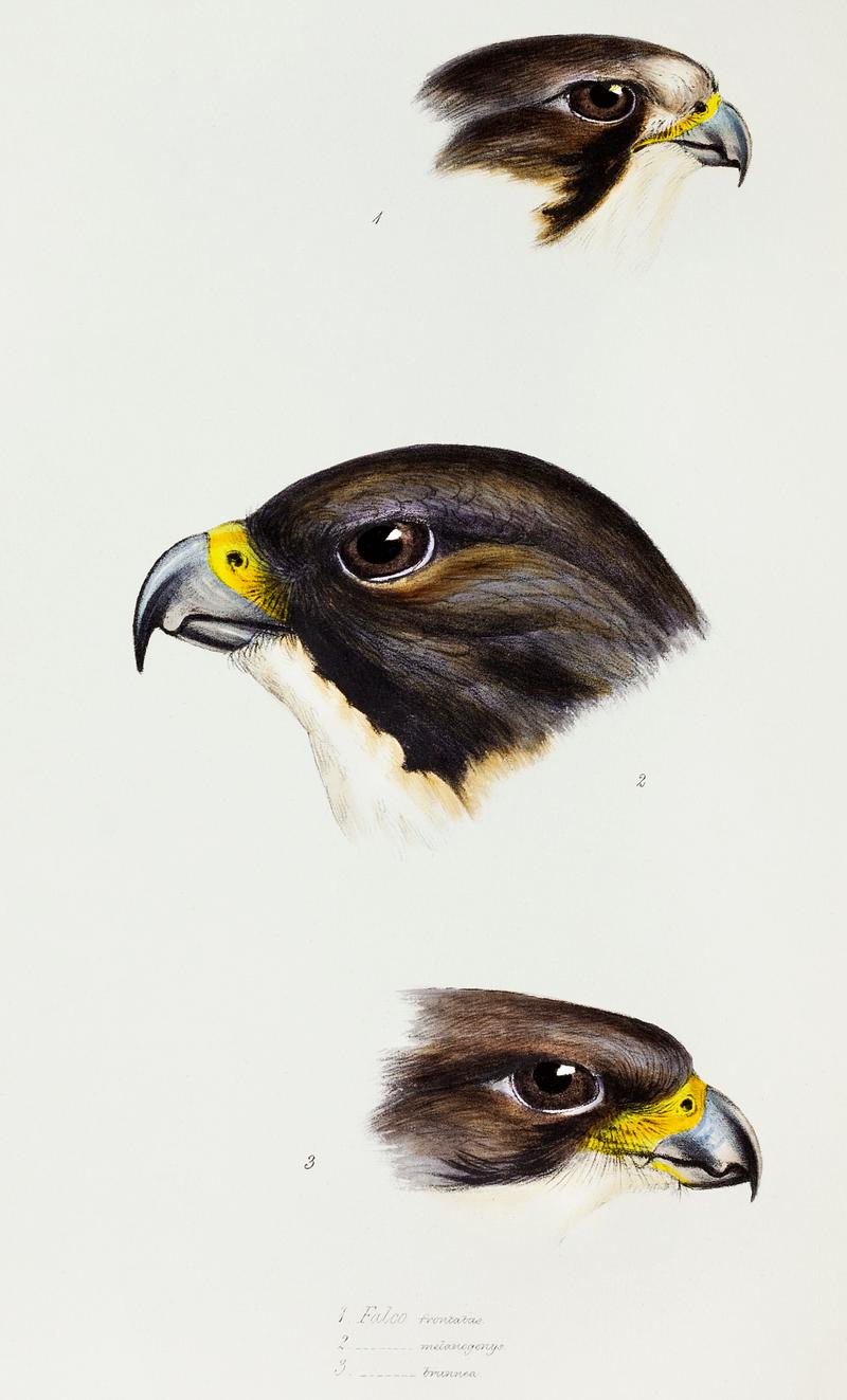 1. White fronted falcon (Falco frontatus) 2. Black-cheeked falcon (Falco melanogenys) 3. New Zealand Falcon (Falco brunnea) illustrated from A Synopsis of the Birds of Australia and the Adjacent Islands (1837) by John Gould (1804-1881). 1. White fronted falcon (Falco frontatus) 2. Black-cheeked falcon (Falco melanogenys) 3. New Zealand Falcon (Falco brunnea)…