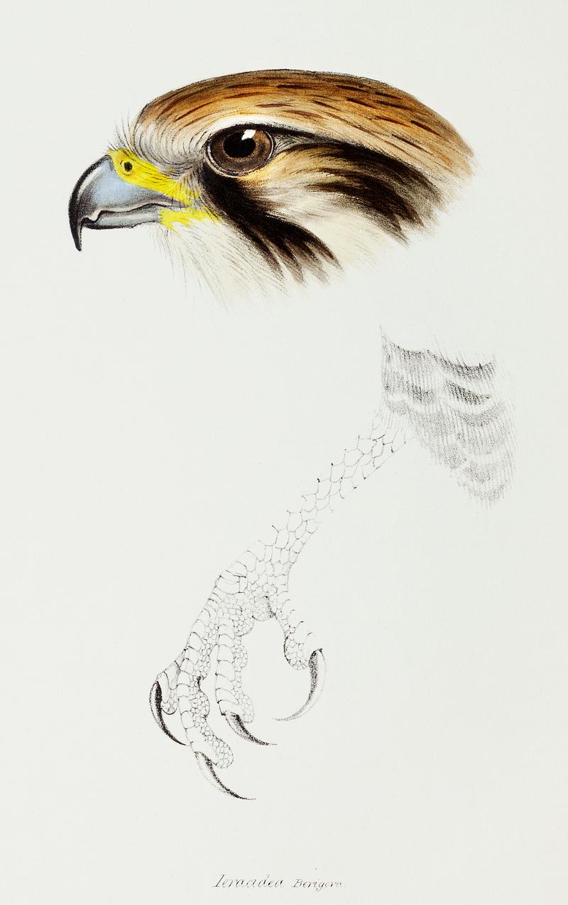 Brown hawk (Leracidia berigora) illustrated from A Synopsis of the Birds of Australia and the Adjacent Islands (1837) by John Gould (1804-1881). Brown hawk (Leracidia berigora) illustrated from A Synopsis of the Birds of Australia and the Adjacent Islands (1837) by John…