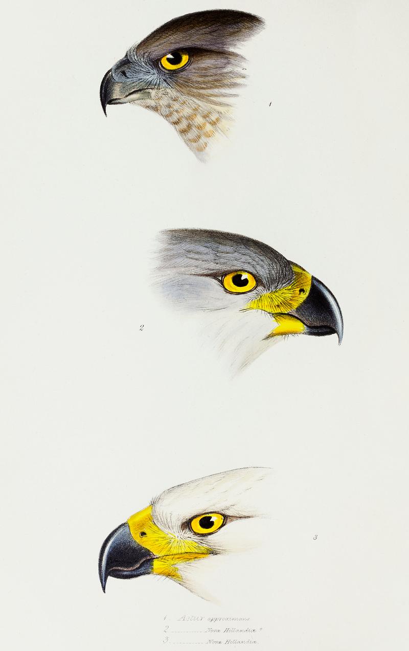 1. Australlan Goshawk (Astur approximans) 2. & 3. Grey Goshawk (Astur novaehollandiae) illustrated from A Synopsis of the Birds of Australia and the Adjacent Islands (1837) by John Gould (1804-1881). 1. Australlan Goshawk (Astur approximans) 2. & 3. Grey Goshawk (Astur novaehollandiae) illustrated from A Synopsis of the…