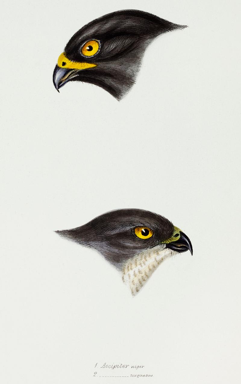 1. Black sparrow hawk (accipiter niger) 2. Collared sparrow Hawk (Accipiter Torquatus) illustrated from A Synopsis of the Birds of Australia and the Adjacent Islands (1837) by John Gould (1804-1881). 1. Black sparrow hawk (accipiter niger) 2. Collared sparrow Hawk (Accipiter Torquatus) illustrated from A Synopsis of the…