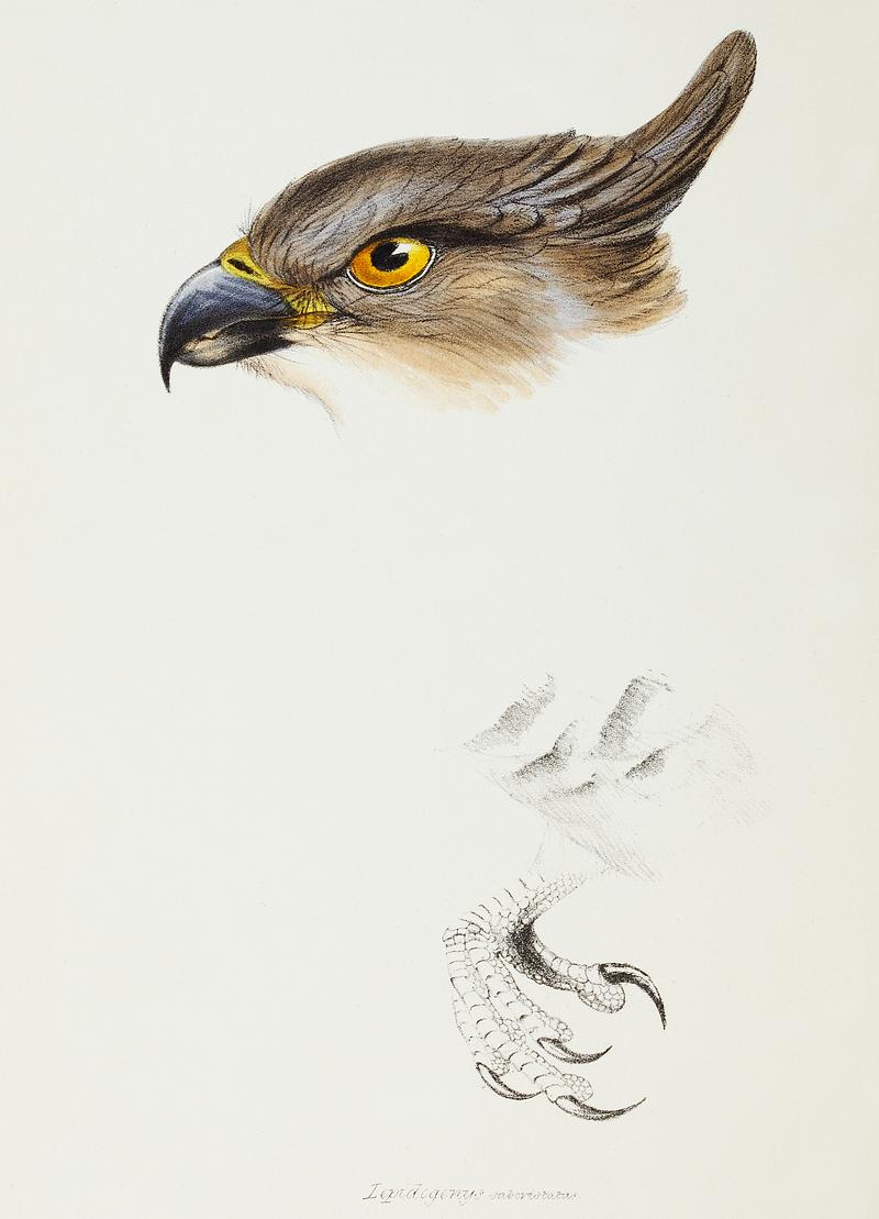 The Pacific Baza (Lepidogenys subcristatus) illustrated from A Synopsis of the Birds of Australia and the Adjacent Islands (1837) by John Gould (1804-1881). The Pacific Baza (Lepidogenys subcristatus) illustrated from A Synopsis of the Birds of Australia and the Adjacent Islands…