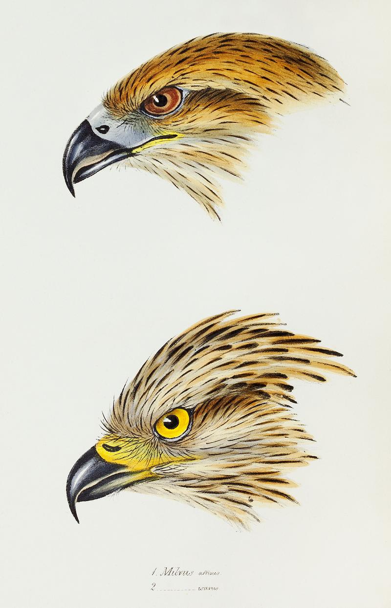 1. Black Kite (Milvus affinis) 2. Square-tailed Kite (Milvus Isurus) illustrated from A Synopsis of the Birds of Australia and the Adjacent Islands (1837) by John Gould (1804-1881). 1. Black Kite (Milvus affinis) 2. Square-tailed Kite (Milvus Isurus) illustrated from A Synopsis of the Birds of Australia…