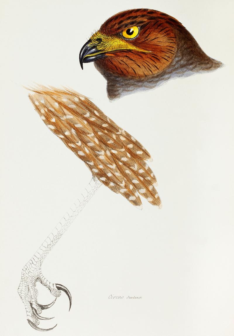 Jardine's Harrier (Circus jardinii) illustrated from A Synopsis of the Birds of Australia and the Adjacent Islands (1837) by John Gould (1804-1881). Jardine's Harrier (Circus jardinii) illustrated from A Synopsis of the Birds of Australia and the Adjacent Islands (1837) by…