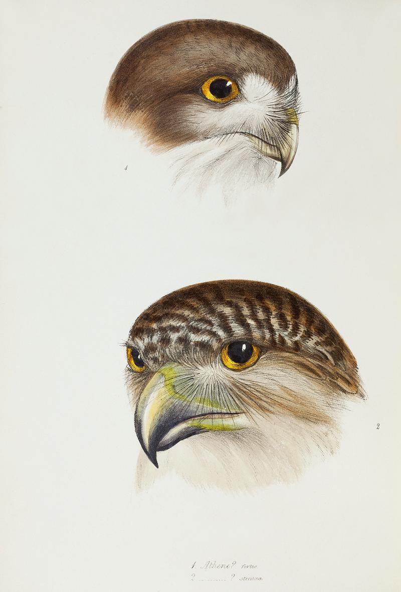 1. Possibly Boobook (Athene fortis) 2. Powerful owl (Athene strenua) illustrated from A Synopsis of the Birds of Australia and the Adjacent Islands (1837) by John Gould (1804-1881). 1. Possibly Boobook (Athene fortis) 2. Powerful owl (Athene strenua) illustrated from A Synopsis of the Birds of Australia…