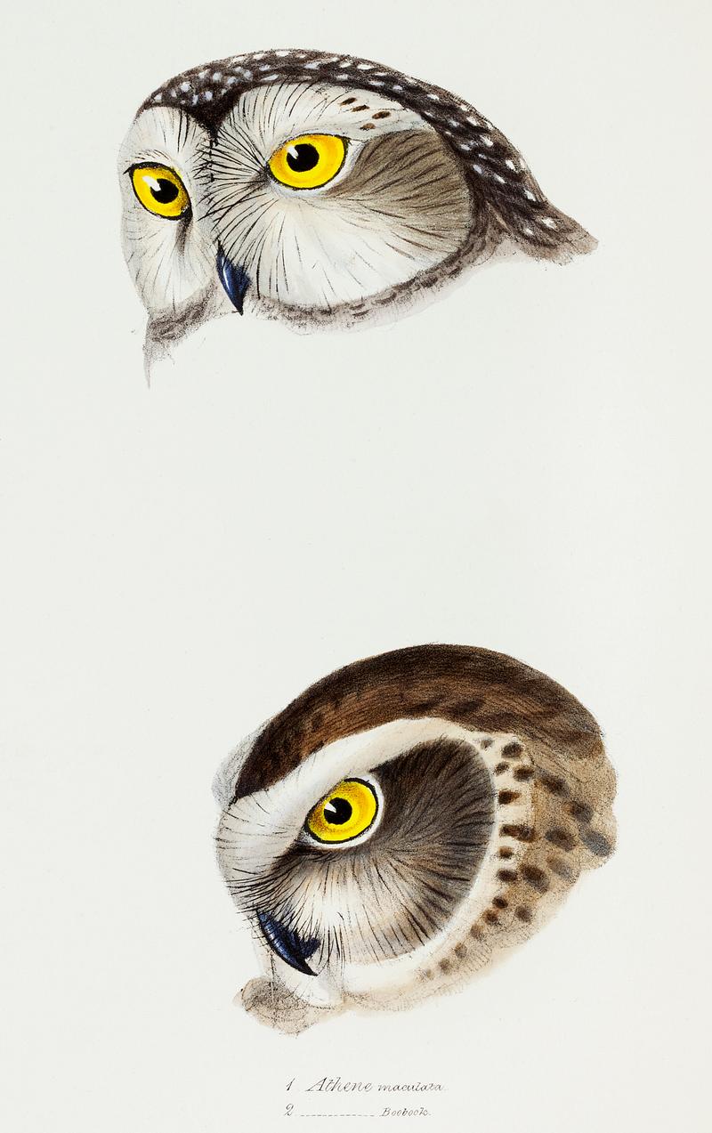 1. Spotted owl (Athene maculata) 2. Boobook owl (Athene boobook) illustrated from A Synopsis of the Birds of Australia and the Adjacent Islands (1837) by John Gould (1804-1881). 1. Spotted owl (Athene maculata) 2. Boobook owl (Athene boobook) illustrated from A Synopsis of the Birds of Australia and…