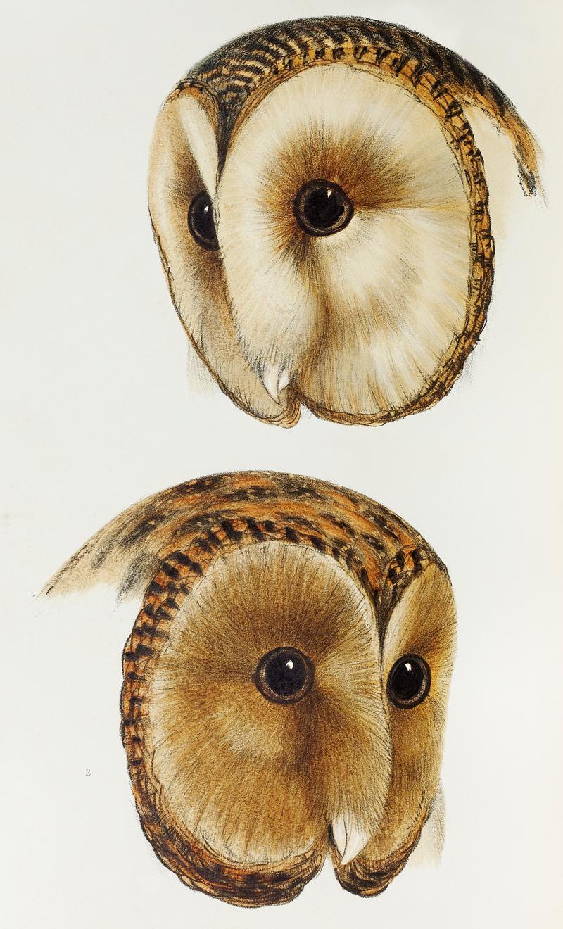 1. Masked barn owl (Strix personata) 2. Tasmanian masked owl (Strix castanops) illustrated from A Synopsis of the Birds of Australia and the Adjacent Islands (1837) by John Gould (1804-1881). 1. Masked barn owl (Strix personata) 2. Tasmanian masked owl (Strix castanops) illustrated from A Synopsis of the Birds of…