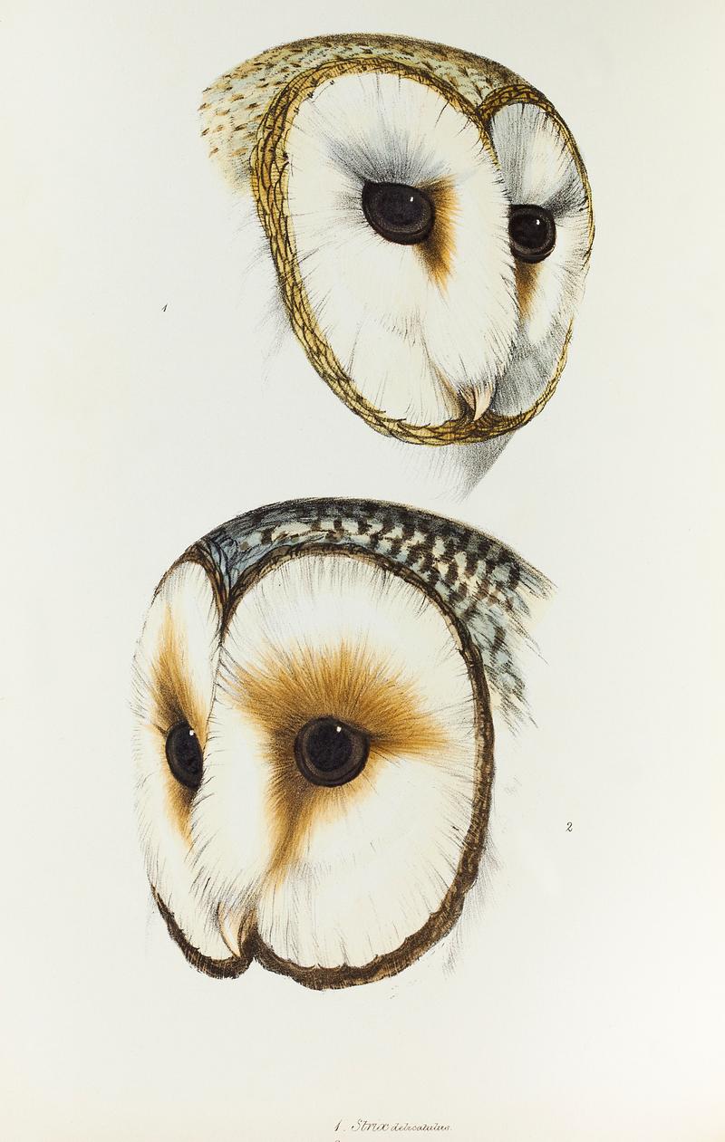 1. Delicate Owl (Strix delicatulus) 2. (Ring-eyed Owl) Strix cyclops illustrated from A Synopsis of the Birds of Australia and the Adjacent Islands (1837) by John Gould (1804-1881). 1. Delicate Owl (Strix delicatulus) 2. (Ring-eyed Owl) Strix cyclops illustrated from A Synopsis of the Birds of Australia…