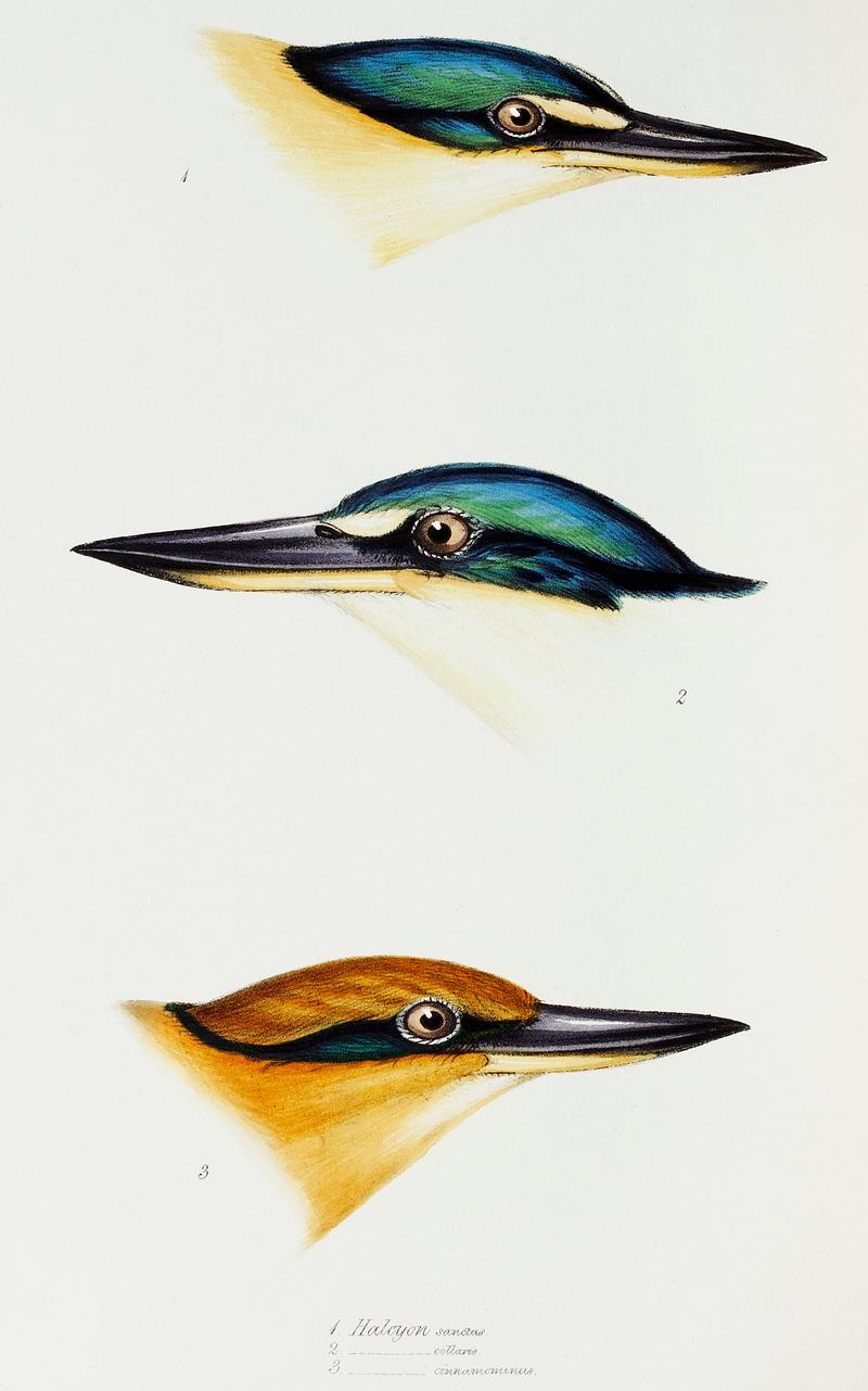 1. Halcyon sanctus (Sacred kingfisher) 2. Collared kingfisher (Halcyon collaris) 3. Guam kingfisher (Halcyon cinnamominus) illustrated from A Synopsis of the Birds of Australia and the Adjacent Islands (1837) by John Gould (1804-1881). 1. Halcyon sanctus (Sacred kingfisher) 2. Collared kingfisher (Halcyon collaris) 3. Guam kingfisher (Halcyon cinnamominus)…